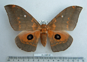  ( - BC-MN0096)  @15 [ ] Copyright (2010) Mike Newport Research Collection of Mike Newport