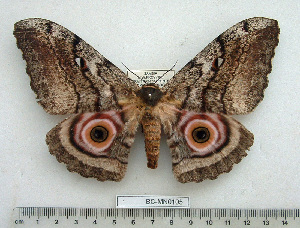  ( - BC-MN0105)  @11 [ ] Copyright (2010) Mike Newport Research Collection of Mike Newport