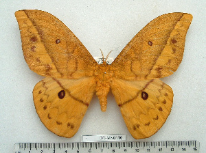  (Pseudantheraea imperator - BC-MN0116)  @15 [ ] Copyright (2010) Mike Newport Research Collection of Mike Newport