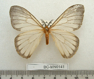  ( - BC-MN0141)  @11 [ ] Copyright (2010) Mike Newport Research Collection of Mike Newport