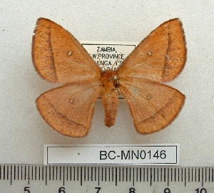  ( - BC-MN0146)  @15 [ ] Copyright (2010) Mike Newport Research Collection of Mike Newport
