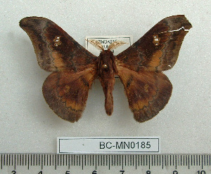  ( - BC-MN0185)  @14 [ ] Copyright (2010) Mike Newport Research Collection of Mike Newport