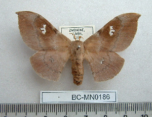  ( - BC-MN0186)  @14 [ ] Copyright (2010) Mike Newport Research Collection of Mike Newport