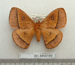  ( - BC-MN0189)  @11 [ ] Copyright (2010) Mike Newport Research Collection of Mike Newport