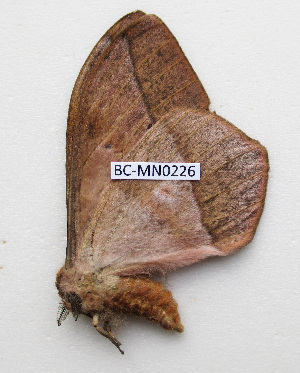  ( - BC-MN0226)  @11 [ ] CCby (2024) Mike Newport Research collection of Mike Newport