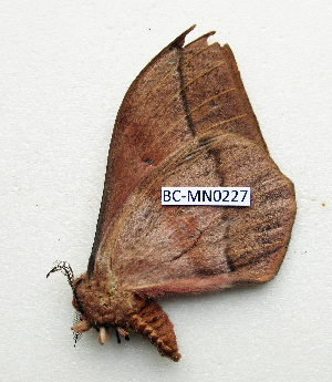  ( - BC-MN0227)  @11 [ ] CCby (2024) Mike Newport Research collection of Mike Newport