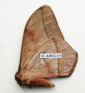  ( - BC-MN0229)  @11 [ ] CCby (2024) Mike Newport Research collection of Mike Newport