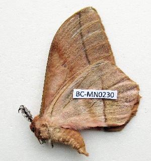  ( - BC-MN0230)  @11 [ ] CCby (2024) Mike Newport Research collection of Mike Newport