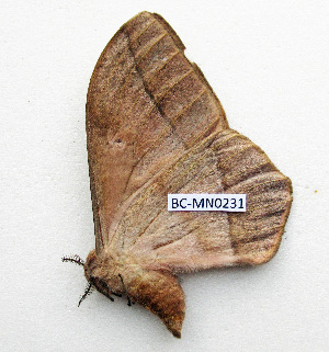  ( - BC-MN0231)  @11 [ ] CCby (2024) Mike Newport Research collection of Mike Newport