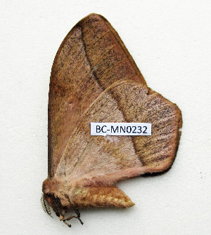  ( - BC-MN0232)  @11 [ ] CCby (2024) Mike Newport Research collection of Mike Newport