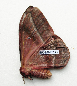  ( - BC-MN0233)  @11 [ ] CCby (2024) Mike Newport Research collection of Mike Newport