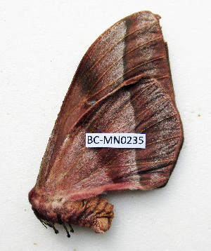  ( - BC-MN0235)  @11 [ ] CCby (2024) Mike Newport Research collection of Mike Newport