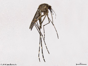  (Aedes alboannulatus - VAITC4331A)  @13 [ ] CreativeCommons - Attribution Non-Commercial (2014) Jana Batovska Department of Primary Industries