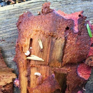  ( - BOLD-01BNY36S4)  @12 [ ] CreativeCommons - Attribution (2016) LifeScanner Centre for Biodiversity Genomics