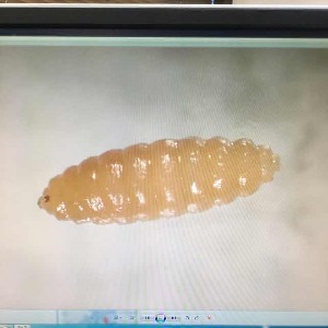  (Rabdophaga cf. strobiloides - BOLD-0DIJB7QM5)  @12 [ ] Copyright (2017) Unspecified Unspecified