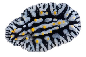  ( - BOLD-YVG0W17F7)  @11 [ ] CreativeCommons - Attribution (2015) LifeScanner Centre for Biodiversity Genomics