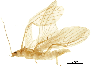  (Neoperla occipitalis - BOLD-0DBVUAI22)  @11 [ ] CreativeCommons - Attribution (2018) CBG Photography Group Centre for Biodiversity Genomics