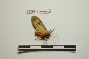  ( - LOPE14-Lepido1114)  @11 [ ] CreativeCommons - Attribution Non-Commercial Share-Alike (2014) Sylvain Delabye ECODIV