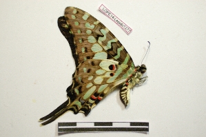  (Graphium antheus - LOPE14-Lepido1277)  @13 [ ] CreativeCommons - Attribution Non-Commercial Share-Alike (2014) Sylvain Delabye ECODIV