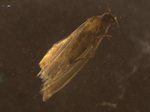  ( - LOPE14-Lepido0403)  @12 [ ] CreativeCommons - Attribution Non-Commercial Share-Alike (2014) Louis Auger ECODIV