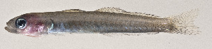  ( - MOH-165)  @11 [ ] CreativeCommons  Attribution Non-Commercial (by-nc) (2008) Unspecified Smithsonian Institution National Museum of Natural History