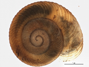  (Discus whitneyi - BIOUG02457-G12)  @14 [ ] CreativeCommons - Attribution (2012) CBG Photography Group Centre for Biodiversity Genomics