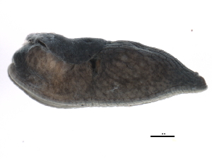  ( - BIOUG02457-H04)  @13 [ ] CreativeCommons - Attribution (2012) CBG Photography Group Centre for Biodiversity Genomics