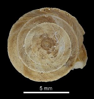  (Trochoidea elegans - MZB 2017-0975-5)  @11 [ ] CreativeCommons - Attribution Share-Alike (2019) Unspecified Museu de Ciencies Naturals de Barcelona - Zoology