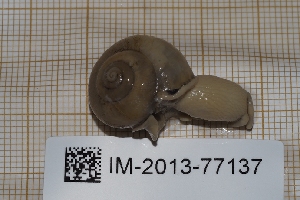  ( - MNHN-IM-2013-77137)  @11 [ ] CC-By (2022) Olivier Gargominy Museum national d'Histoire naturelle, Paris