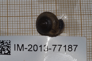  ( - MNHN-IM-2013-77187)  @11 [ ] CC-By (2022) Olivier Gargominy Museum national d'Histoire naturelle, Paris