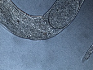  ( - 15C13B12)  @11 [ ] by_nc_nd (2012) Unspecified Ghent University