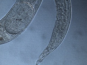  ( - 15C13B12)  @11 [ ] by_nc_nd (2012) Unspecified Ghent University