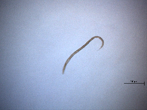  (Parodontophora fluviatilis - 162P16F14)  @11 [ ] by_nc_nd (2014) Unspecified Ghent University