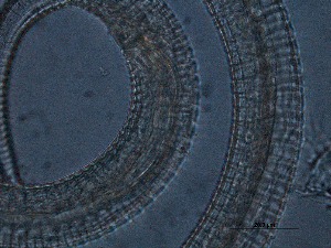  ( - 2C19F12)  @11 [ ] by_nc_nd (2012) Unspecified Ghent University