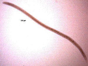  ( - 34C20A12)  @11 [ ] by_nc_nd (2012) Unspecified Ghent University