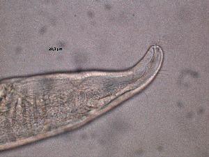  (Bathylaimus australis - 34C20A12)  @11 [ ] by_nc_nd (2012) Unspecified Ghent University