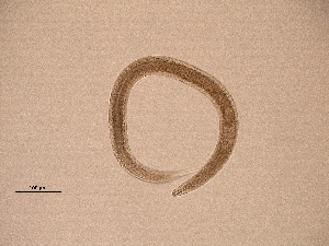  (Parodontophora sp. 2XP - 46P25D14)  @11 [ ] by_nc_nd (2014) Unspecified Ghent University