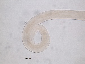  (Paracomesoma paralongispiculum - 61H6K12)  @11 [ ] by_nc_nd (2012) Unspecified Ghent University