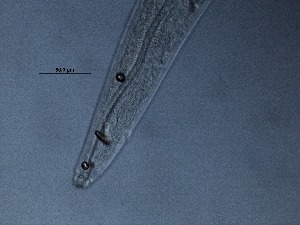  ( - 6C9B12)  @11 [ ] by_nc_nd (2012) Unspecified Ghent University