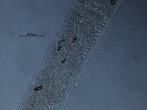  ( - 6C9B12)  @11 [ ] by_nc_nd (2012) Unspecified Ghent University