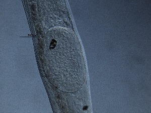  ( - 6C9B12)  @11 [ ] by_nc_nd (2012) Unspecified Ghent University