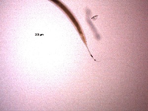  ( - 6X24A12)  @11 [ ] by_nc_nd (2012) Unspecified Ghent University