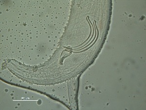  (Eurystomina - 86X20C15)  @11 [ ] by_nc_nd (2015) Unspecified Ghent University