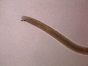  ( - 8X24A12)  @11 [ ] by_nc_nd (2012) Unspecified Ghent University