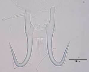  ( - 15-17-948-4)  @11 [ ] CreativeCommons - Attribution Non-Commercial Share-Alike (2017) Unspecified Norwegian Veterinary Institute