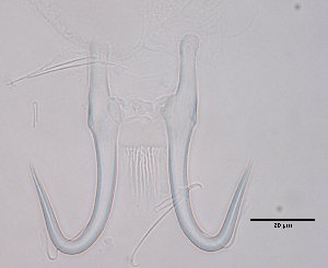  ( - 15-17-948-4)  @11 [ ] CreativeCommons - Attribution Non-Commercial Share-Alike (2017) Unspecified Norwegian Veterinary Institute