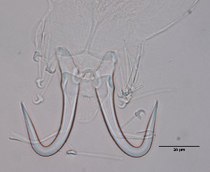  ( - 15-17-982-26)  @11 [ ] CreativeCommons - Attribution Non-Commercial Share-Alike (2017) Unspecified Norwegian Veterinary Institute