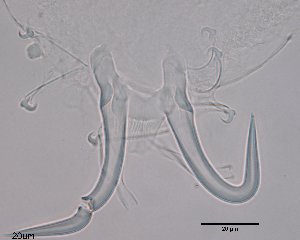  (Gyrodactylus flesi - 15-17-982-3)  @11 [ ] CreativeCommons - Attribution Non-Commercial Share-Alike (2017) Unspecified Norwegian Veterinary Institute