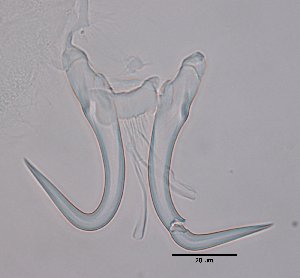  ( - 15-17-982-7)  @11 [ ] CreativeCommons - Attribution Non-Commercial Share-Alike (2017) Unspecified Norwegian Veterinary Institute