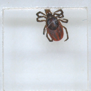  (Ixodes persulcatus - NMNH-2023-017-B03)  @11 [ ] No Rights Reserved (2023) Yvonne Linton Smithsonian Institution National Museum of Natural History